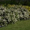 McKay's White Potentilla #3 - Image 2